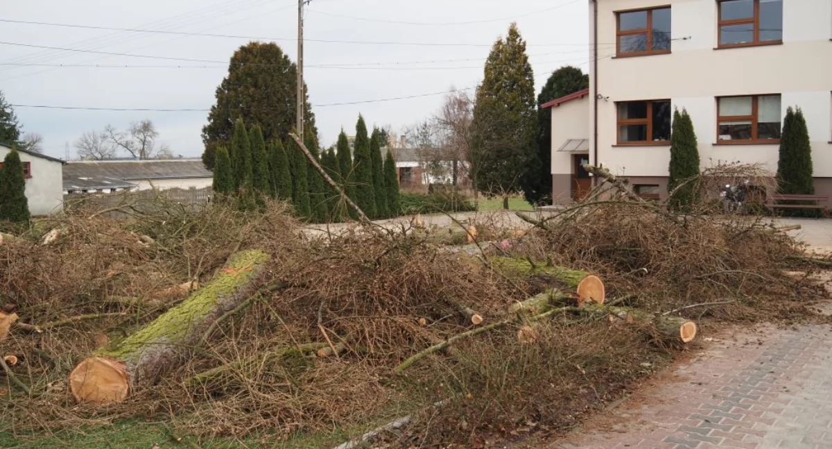 [ZDJĘCIA] W szkole rolniczej w Dobryszycach pod piłę pójdzie w sumie 65