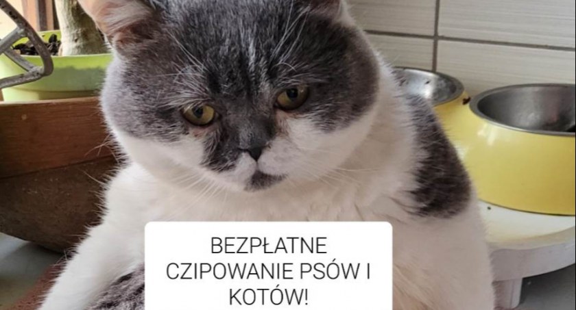 Na zdjęciu  kot