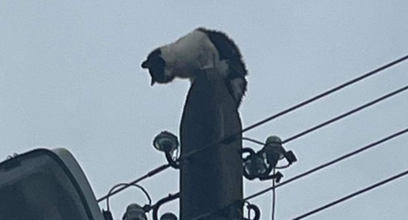 Na zdjęciu kot na szczycie słupa energetycznego, fot. Facebook/OSP Kodrąb 