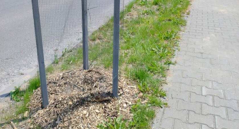Na zdjęciu miejsce po zasadzonym drzewku przy ulicy Prymasa Wyszyńskiego, fot. Czytelniczka