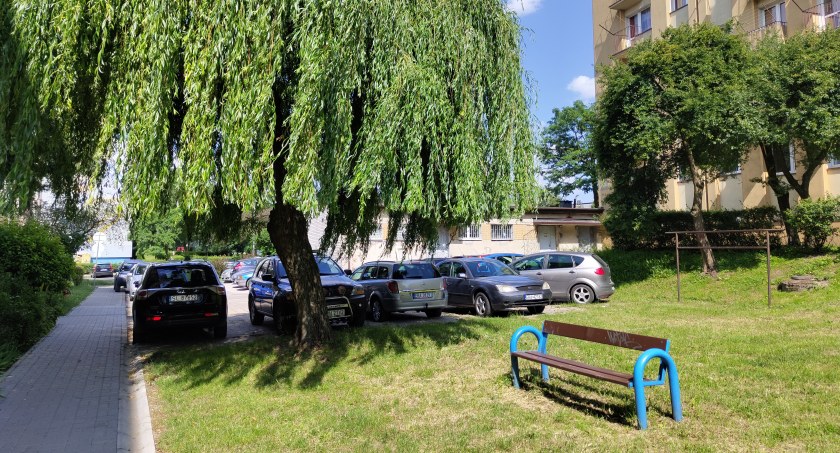 Na zdjęciu wierzba, która ma ustąpić miejsce samochodom