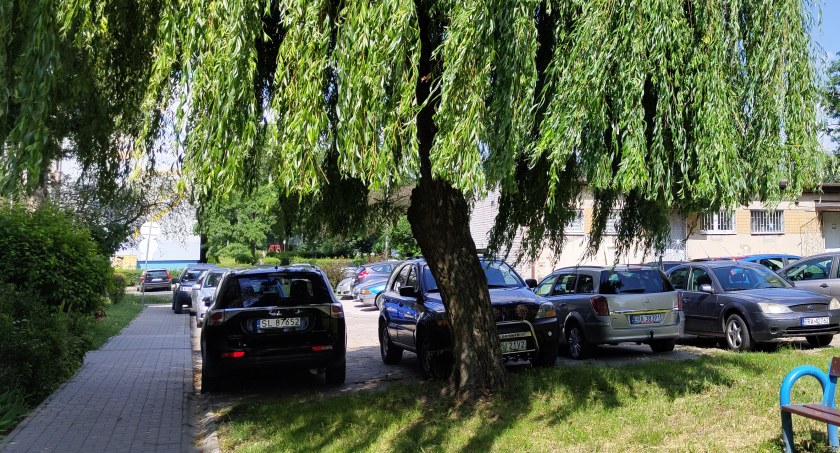 Na zdjęciu wierzba przy Piastowskiej, którą chce wyciąć spółdzielnia