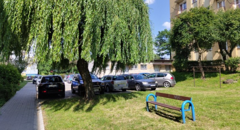 Na zdjęciu jedna ze starszych wierzb