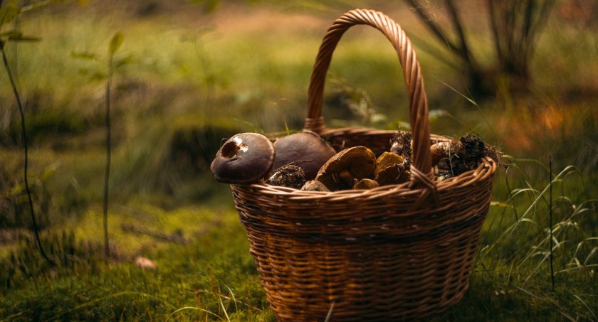 Na zdjęciu grzyby w koszyku, fot. Pixabay.com