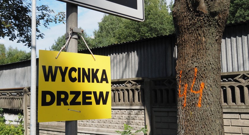 Przy DK91 wyciętych zostanie kilkaset drzew