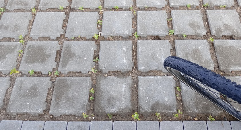 Na zdjęciu kostka w parku na Gliniankach, fot. Czytelniczka