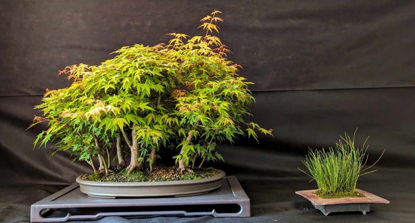 Wystawa bonsai, fot. Bartłomiej Olejnik
