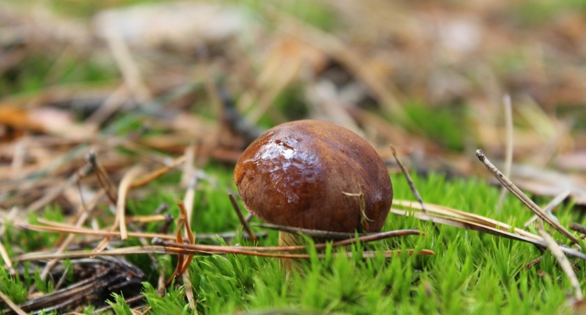 Na zdjęciu runo leśne, fot. Pixabay