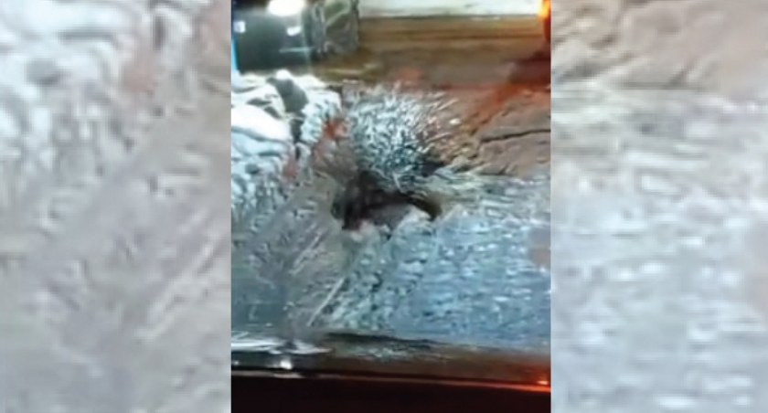 Na zdjęciu jeżozwierz, który zimą uciekł z Mini Zoo w Radomsku