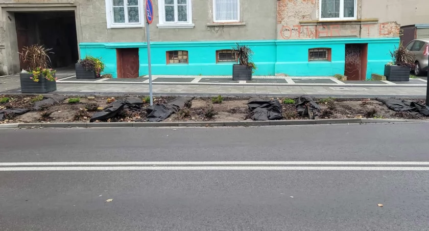Na zdjęciu wymiana roślinności przy ul. Żeromskiego