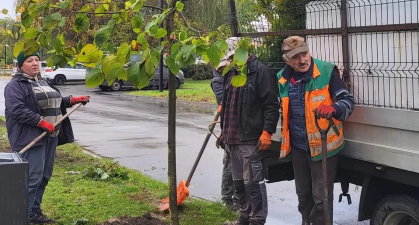Na zdjęciu sadzenie nowych drzew, fot. Facebook/UM Radomsko 