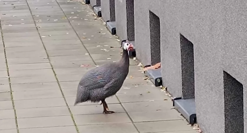 Na zdjęciu perliczka pod urzędem miasta, fot. Facebook/Radomsko Miasto Otwarte