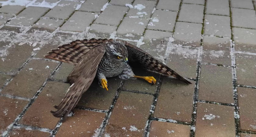 Na zdjęciu jastrząb, który uderzył w okno domu pana Cezarego