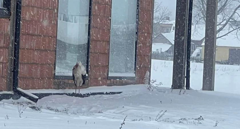 Na zdjęciu bocian, który postanowił przezimować, fot. Czytelnik