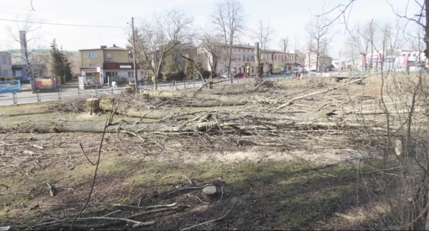 Na zdjęciu wycinka wszystkich drzew na skwerze przy Sierakowskiego