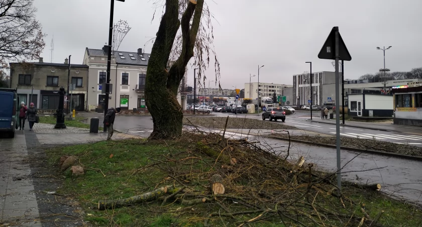 Na zdjęciu wierzba płacząca przy ul. Żeromskiego