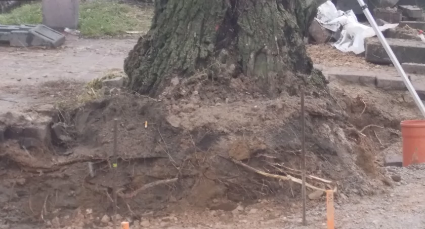 Na zdjęciu robinia akacjowa na remontowanym odcinku Reymonta, fot. Czytelnik