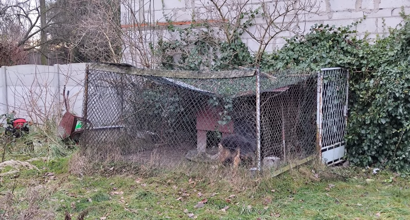 Na zdjęciu suka owczarka niemieckiego należącego do mieszkańca ulicy Sienkiewicza