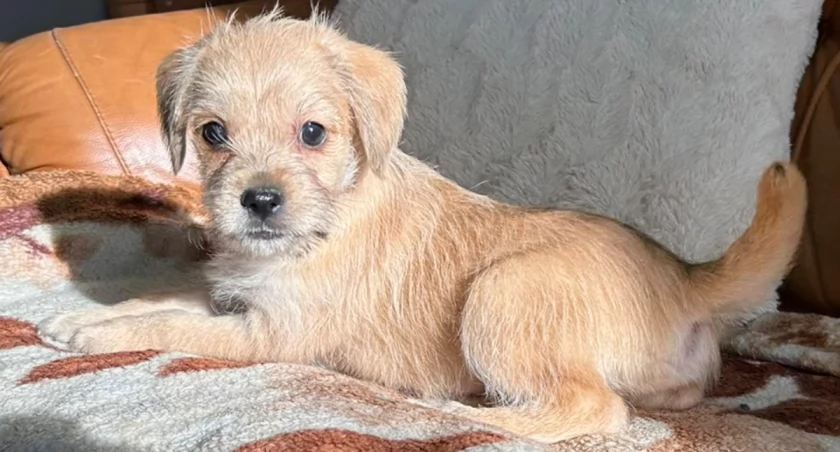 Na zdjęciu jeden z psów do adopcji, fot. Facebook/Schronisko dla Bezdomnych Zwierząt w Radomsku