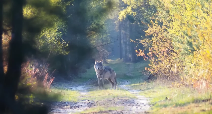 Na zdjęciu: Wilk w nadleśnictwie Gidle, fot. Fabian Stacherski 
