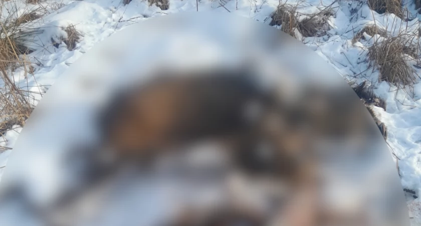 Na zdjęciu skóry, które znalazł nasz Czytelnik