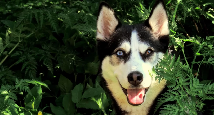 Na zdjęciu: Właściciele mieszkania zdecydowali się na hodowlę psów rasy husky