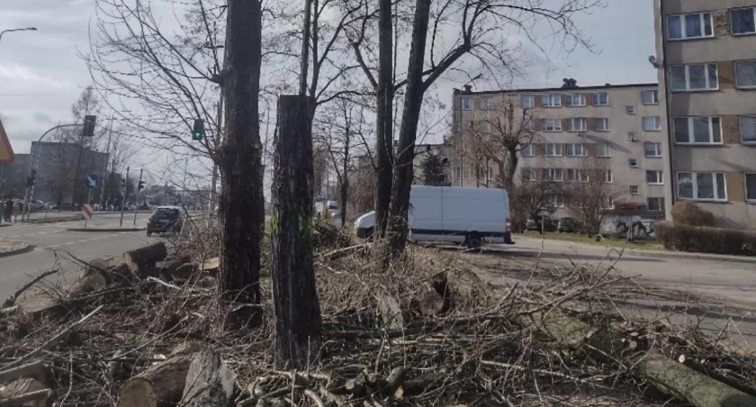 Na zdjęciu drzewa przy Jagiellońskiej, fot. Czytelnik