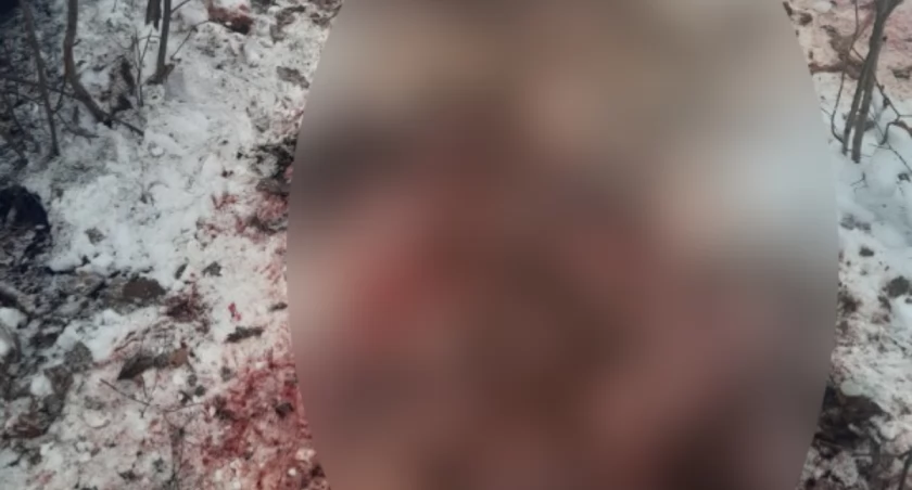 Na zdjęciu miejsce, gdzie leżała zastrzelona zwierzyna, fot. Czytelnik