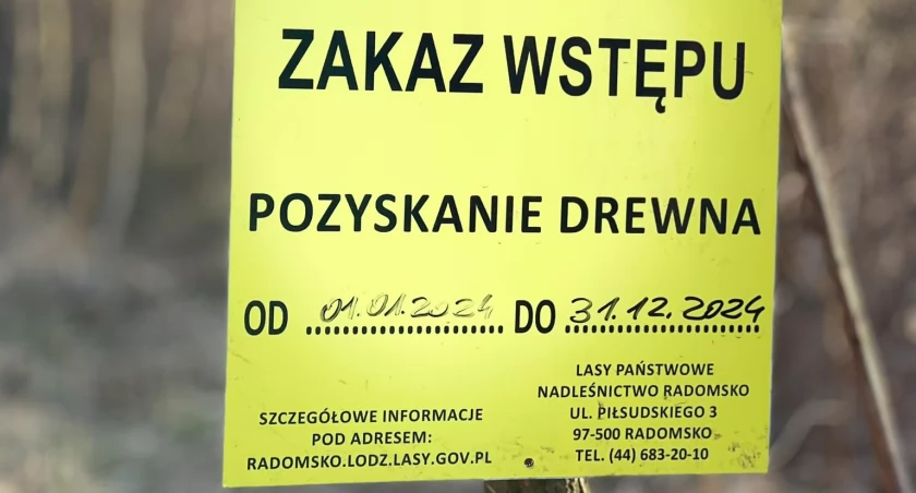 Wycinka w lasach na Suchej Wsi, fot. Czytelnik