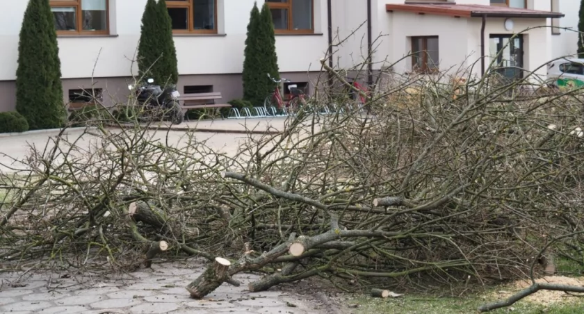 Na zdjęciu: Po 65 drzewach nie ma już śladu
