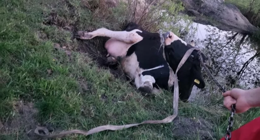 Na zdjęciu krowa uratowana przez strażaków, fot. Facebook/OSP Przedbórz