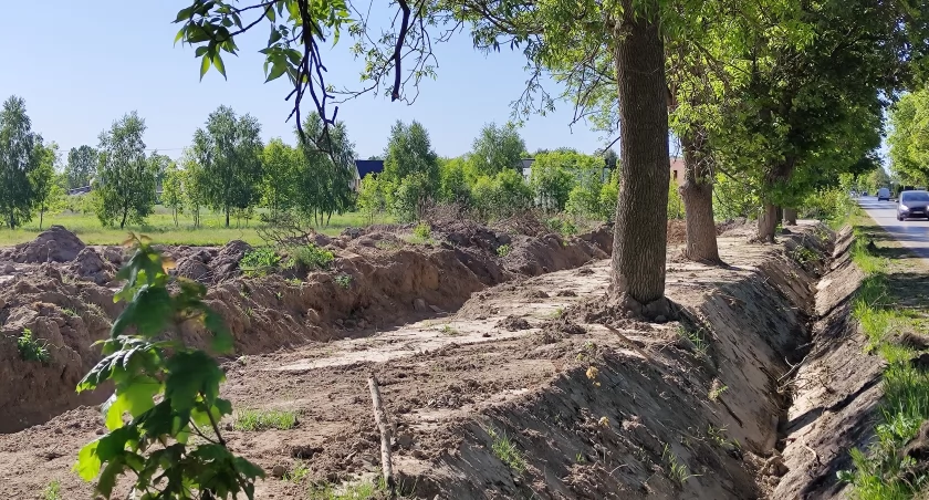 Na zdjęciu drzewa rosnące przy drodze powiatowej, w pasie drogowym
