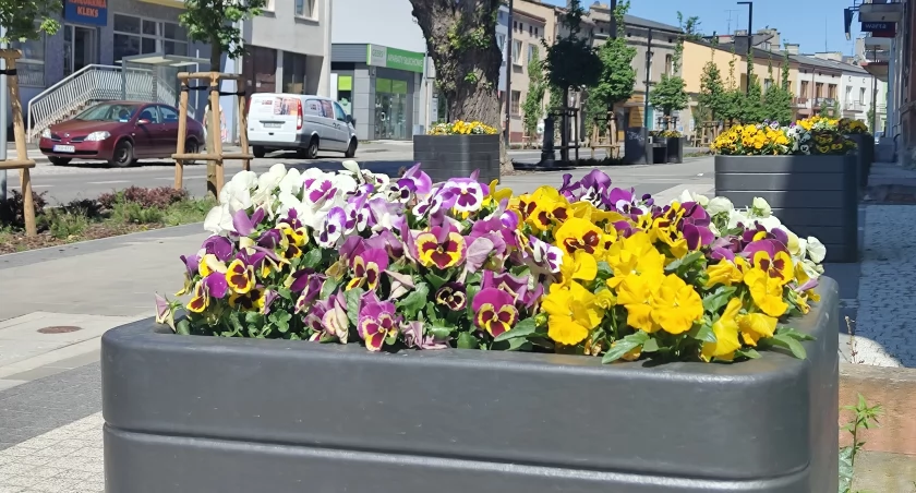 Na zdjęciu bratki w donicach przy ulicy Żeromskiego.