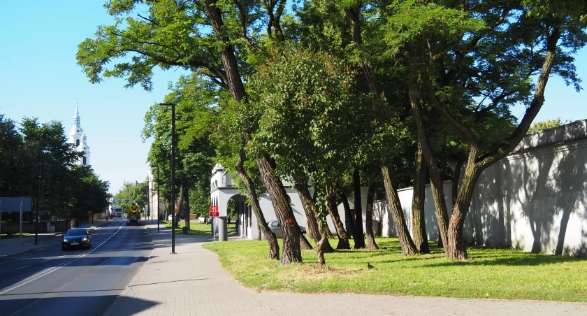 Na zdjęciu: Drzewa rosnące przy klasztorze oo. Franciszkanów