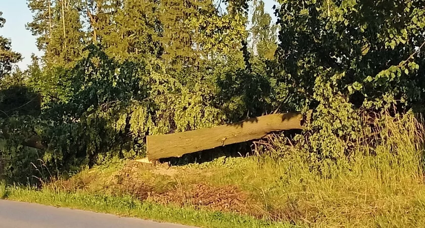Na zdjęciu: Drzewa wycięte przy drodze powiatowej za Przybyszowem w gminie Kobiele Wielkie, nadesłane