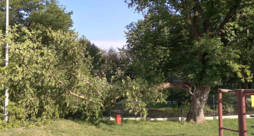 Na zdjęciu: Ułamany konar, który spadł na ogrodzenie