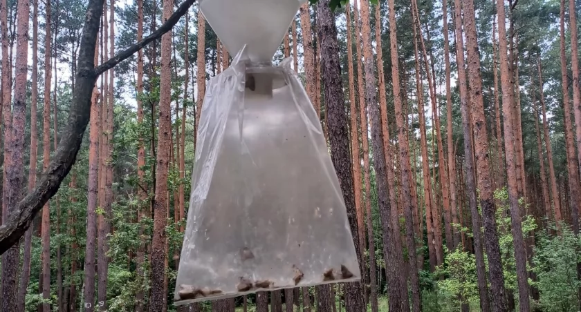 Na zdjęciu pułapka z feromonami, fot. Facebook/Nadleśnictwo Gidle, PGL Lasy Państwowe 