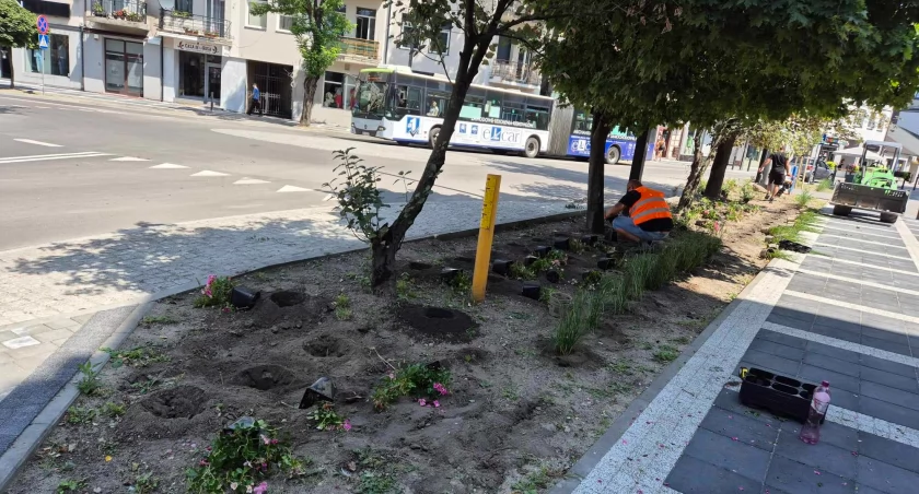 Na zdjęciu nowe nasadzenia przy ul. Warszyca