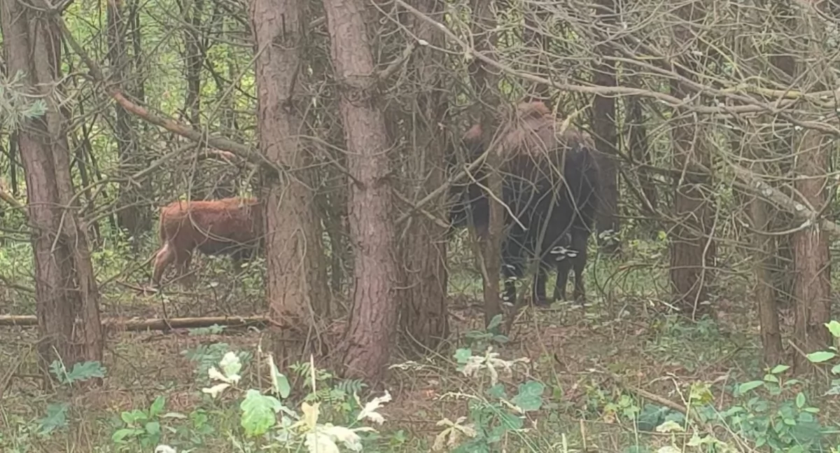 Na zdjęciu: Forest i jego rodzina sfotografowana przez myśliwych w okolicach Gidel