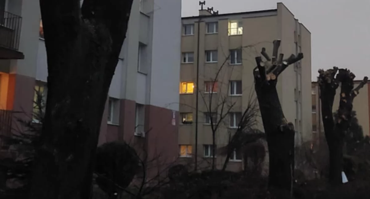 Na zdjęciu: Drzewa przy Miłej 6, fot. Czytelniczka
