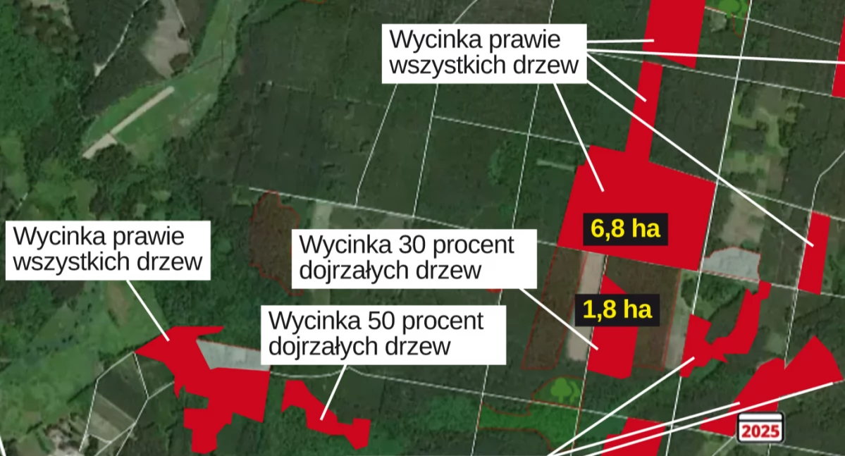 Na zdjęciu: Wycinki widać w każdym miejscu