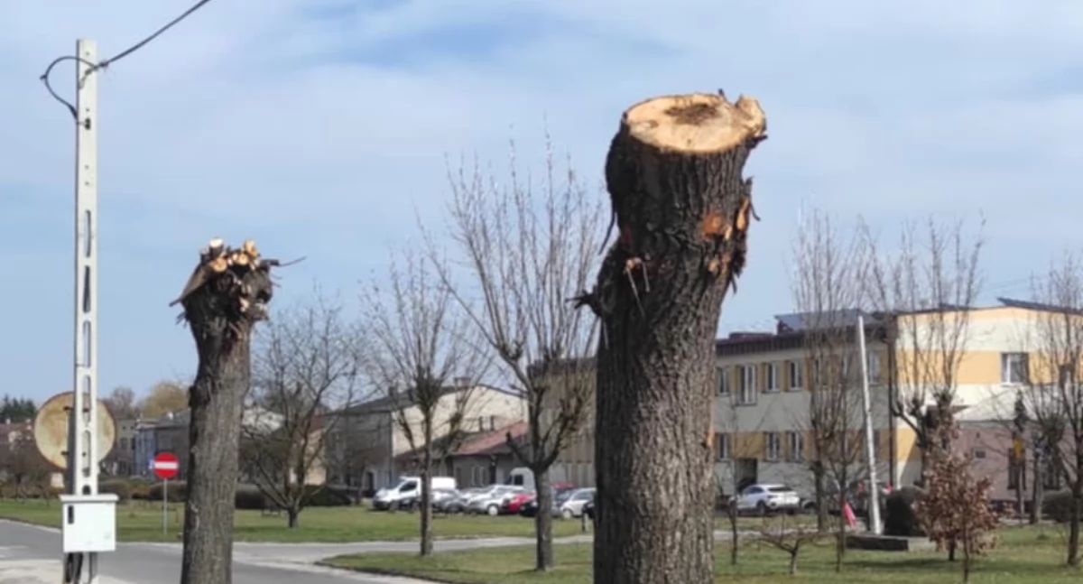 Na zdjęciu: Przedborzanin mówi, że te drzewa zostały świadomie zniszczone