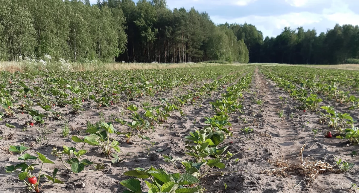 Na zdjęciu: Pan Michał w tym sezonie stracił około 40 procent upraw