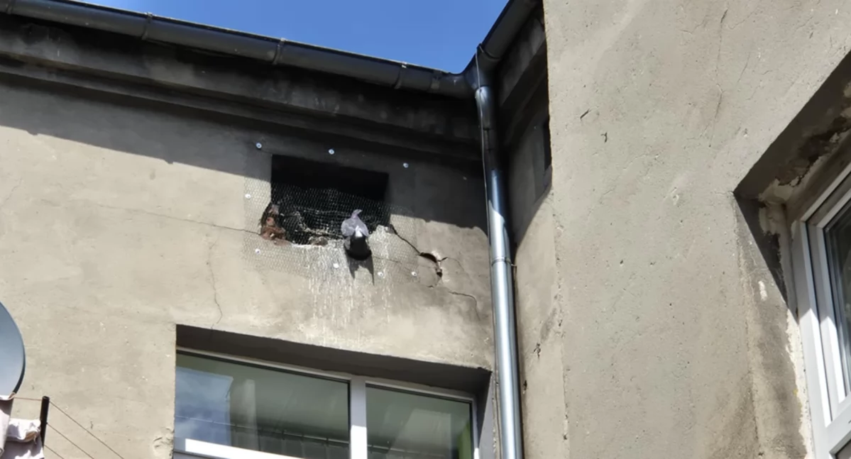 Na zdjęciu: Gołąb próbuje dostać się na strych