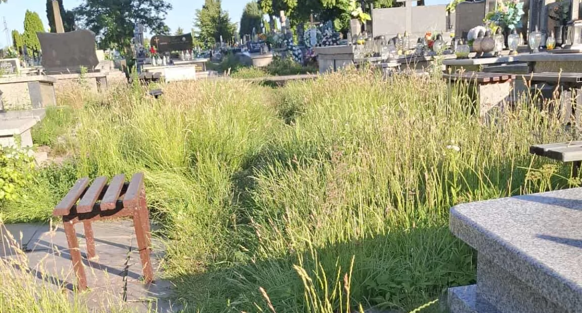Na zdjęciu: Trawa jest wysoka, fot. nadesłane