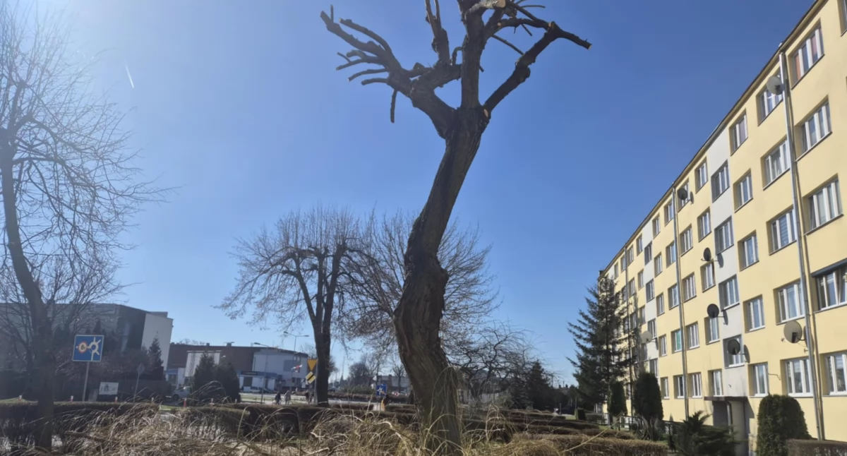 Na zdjęciu: Przycięte wiosną przez Spółdzielnię Mieszkaniową Mostostalowiec drzewa