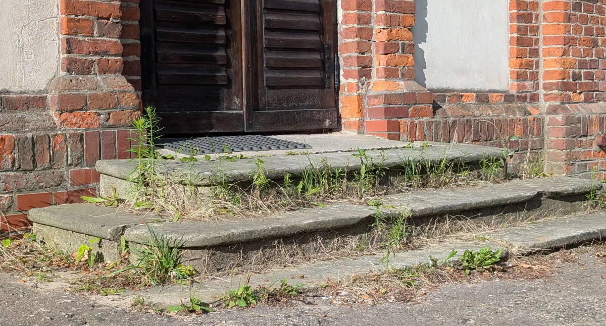 Na zdjęciu: Zarośnięte trawą schody do kaplicy przy Starym Cmentarzu