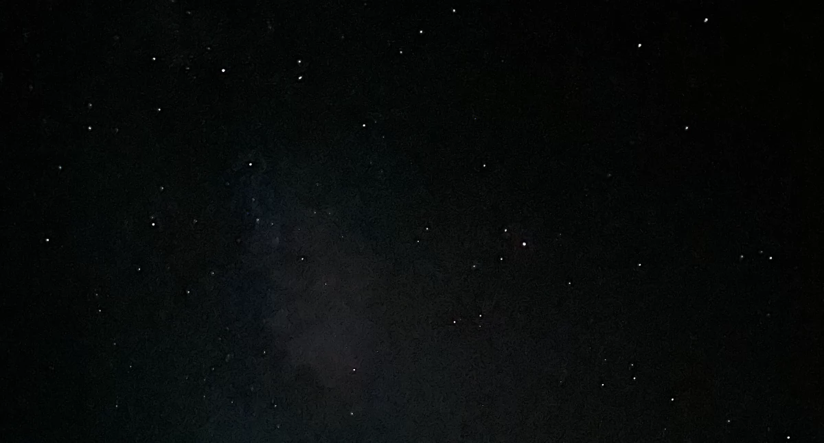 Na zdjęciu: podczas nocnego spaceru, przy użyciu specjalistycznego sprzętu, będzie można zobaczyć nietoperze w ich naturalnym środowisku