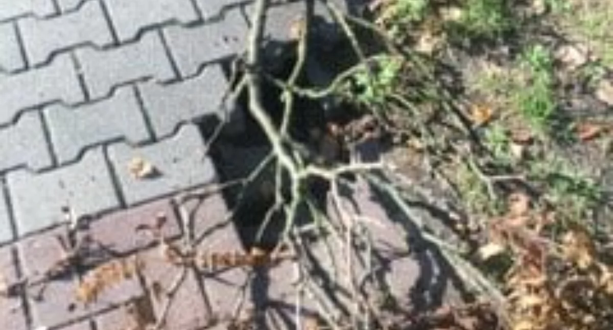 Na zdjęciu: Uszkodzony chodnik na ulicy Prymasa Wyszyńskiego, fot. nadesłane