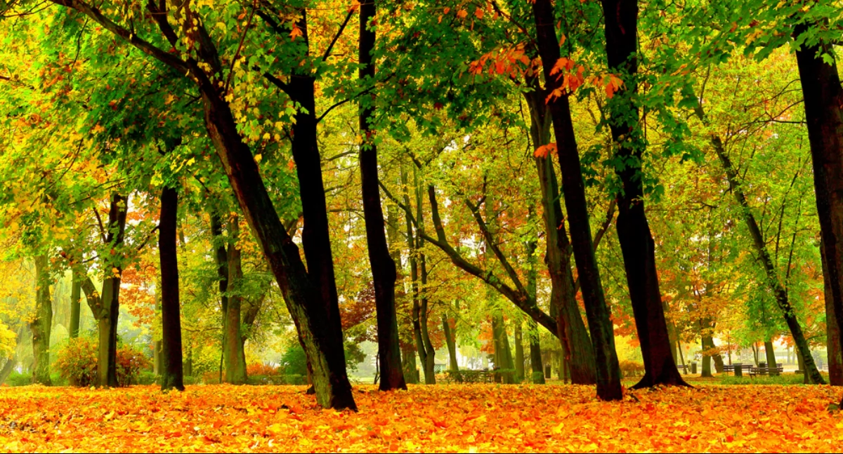 Na zdjęciu: Złota Polska Jesień, park Świętojański, rok 2013. Fot. Jacek Kaszyński
